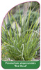 Pennisetum alopecuroides 'Red Head'