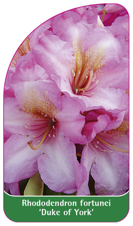 Rhododendron fortunei 'Duke of York'