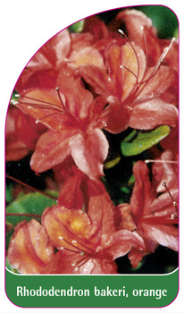 Rhododendron bakeri, orange