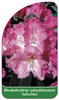 Rhododendron-Hybride 'Julischka'