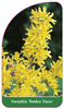 Forsythia 'Golden Times'