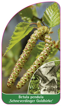 Betula pendula ,Schneverdinger Goldbirke'