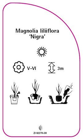 Magnolia liliiflora 'Nigra'