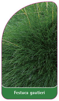 Festuca gautieri