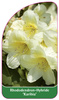 Rhododendron-Hybride 'Karibia'