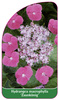 Hydrangea macrophylla 'Zaunkönig'