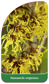 Hamamelis virginiana