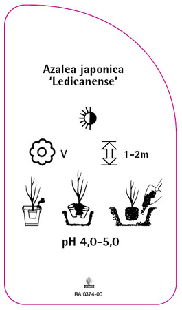 Azalea japonica 'Ledicanense'