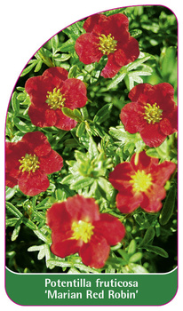 Potentilla fruticosa 'Marian Red Robin'