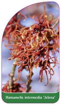 Hamamelis intermedia 'Jelena'