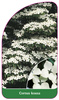 Cornus kousa