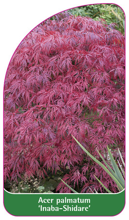 Acer palmatum 'Inaba-Shidare'