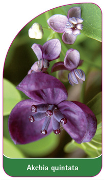 Akebia quintata