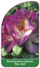 Rhododendron-Hybride 'Blue Bell'