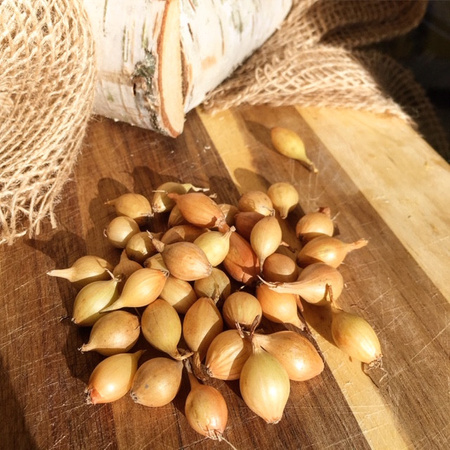 Cebula Dymka I Sochaczewska - KOMPLET 250G