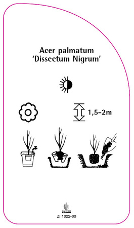 Acer palmatum 'Dissectum Nigrum'