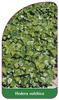 Hedera colchica