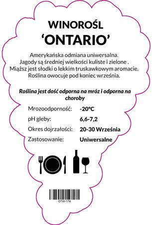 Winorośl Ontario