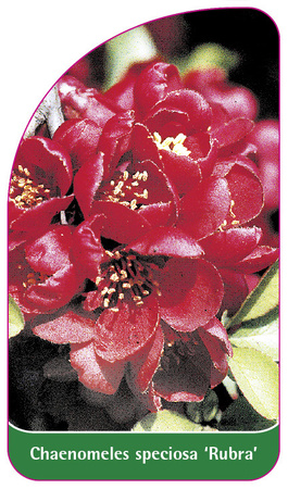 Chaenomeles speciosa 'Rubra'