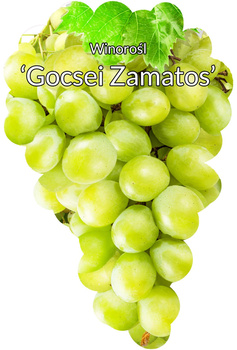 Gocseji Zamatos viță de vie