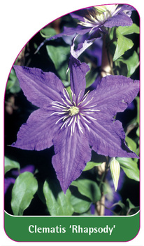 Clematis 'Rhapsody'