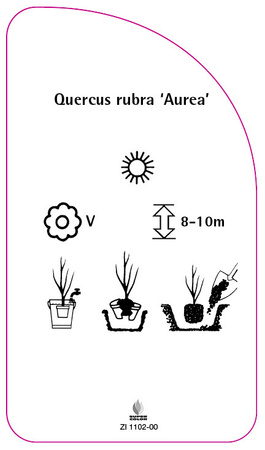 Quercus rubra 'Aurea'