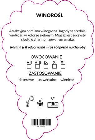 Bílá vinná réva střední prázdná