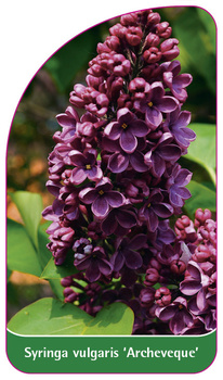 Syringa vulgaris 'Archeveque'