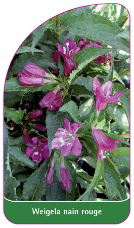 Weigela nain rouge