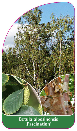 Betula albosinensis 'Fascinație'