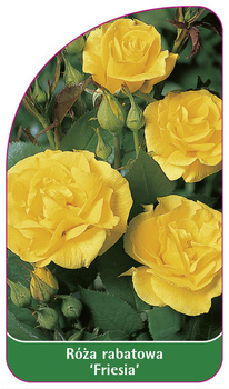Róza rabatowa 'Friesia'