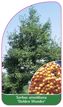 Sorbus arnoldiana 'Golden Wonder'
