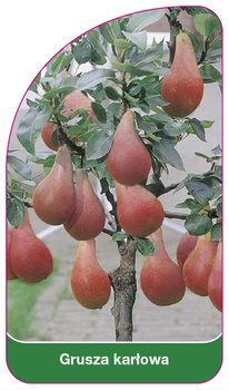 Grusza karlowa