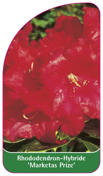 Rhododendron-Hybride 'Marketas Prize'