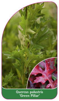 Quercus palustris 'Green Pillar'