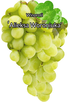 Vinice Aliekse Voroniuka