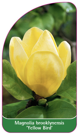 Magnolia brooklynensis 'Yellow Bird'