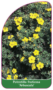 Potentilla fruticosa 'Arbuscula'