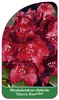Rhododendron-Hybride 'Cherry Kiss'