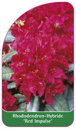 Rhododendron-Hybride 'Red Impulse'