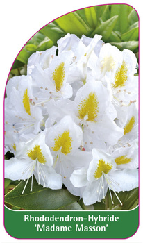 Rhododendron-Hybride 'Madame Masson'