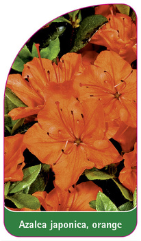 Azalea japonica, orange