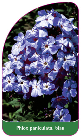 Phlox paniculata, blau