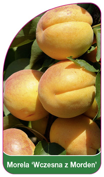 Morela 'Wczesna z Morden'