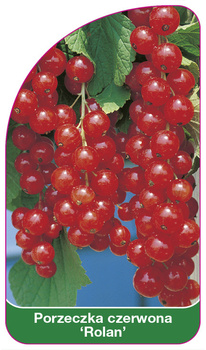Porzeczka czerwona 'Rolan'
