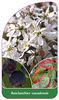 Amelanchier canadensis