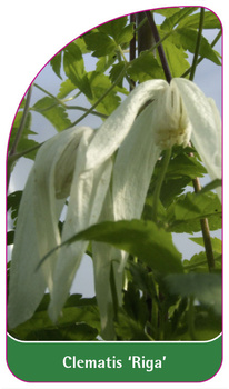 Clematis 'Riga'
