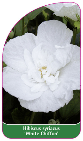Hibiscus syriacus 'White Chiffon'