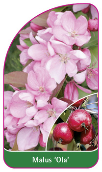 Malus 'Ola'