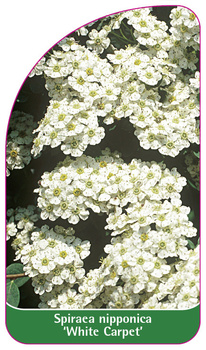 Spiraea nipponica 'White Carpet'